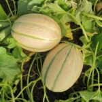 Cantaloupe Seeds (20 Seeds) - Image 3