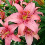 Pink Oriental Lily bulbs, 1 bulb