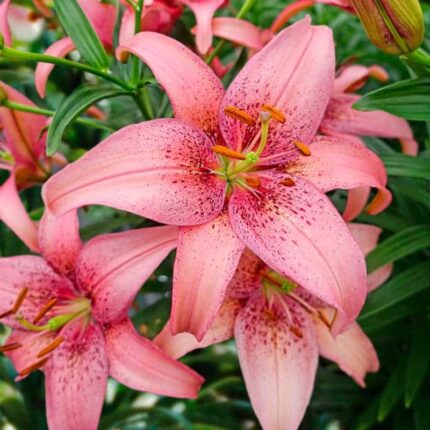 Pink Oriental Lily bulbs, 1 bulb