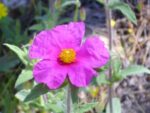 Crispus flower seeds, 100 seeds - Image 3