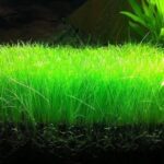 Big Carpet Seeds for Fish Tanks 100g - Image 3