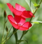 ⁦بذور كتان زهور 2 جرام⁩ - الصورة ⁦3⁩
