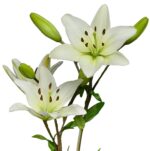 White Oriental Lily bulbs, 1 bulb