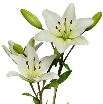 White Oriental Lily bulbs, 1 bulb