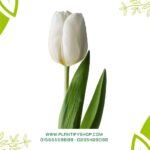 White Tulip (Single Bulb)