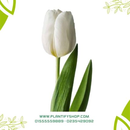 White Tulip (Single Bulb)