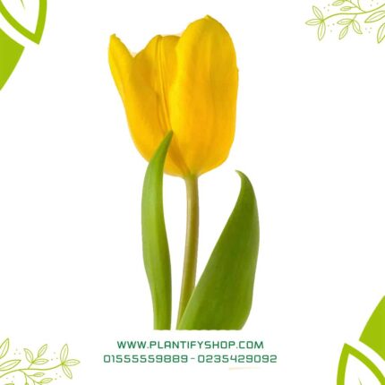 Yellow Tulip (Single Bulb)
