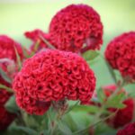 ⁦بذور عرف الديك 3 جرام⁩ - الصورة ⁦3⁩