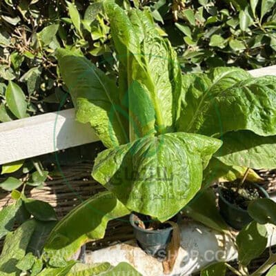 تجارب العملاء | Plantify