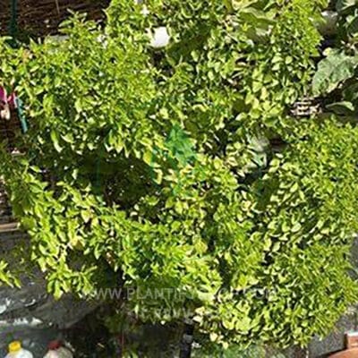 تجارب العملاء | Plantify