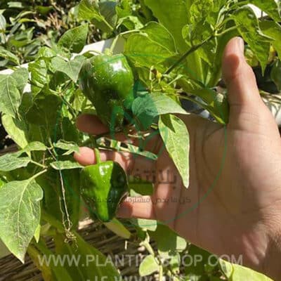تجارب العملاء | Plantify