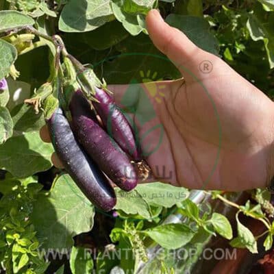 تجارب العملاء | Plantify