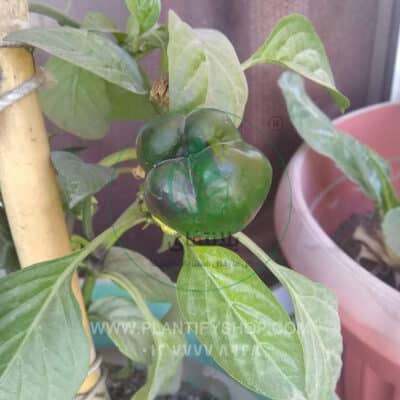 تجارب العملاء | Plantify