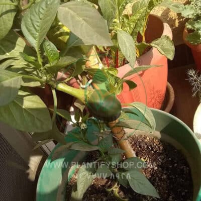 تجارب العملاء | Plantify
