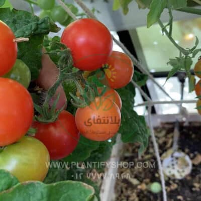 تجارب العملاء | Plantify