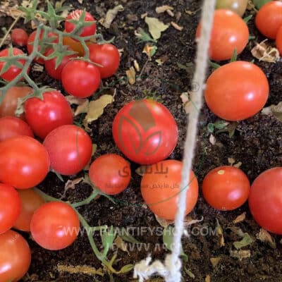 تجارب العملاء | Plantify