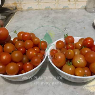 تجارب العملاء | Plantify