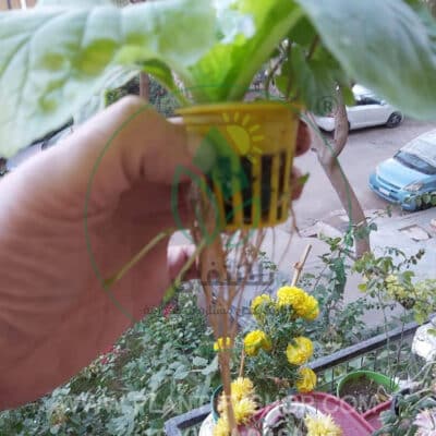 تجارب العملاء | Plantify