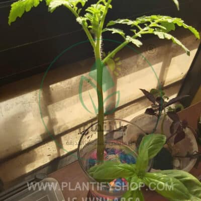تجارب العملاء | Plantify