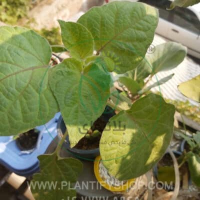 تجارب العملاء | Plantify
