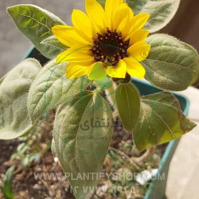 تجارب العملاء | Plantify