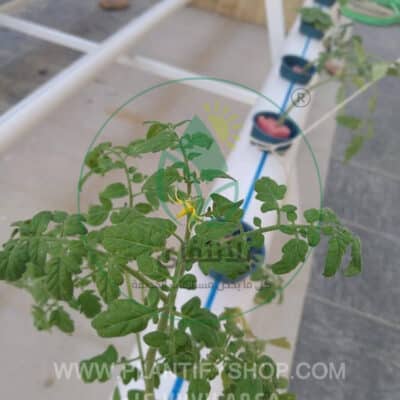 تجارب العملاء | Plantify