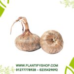 Saffron bulbs (1 bulb)
