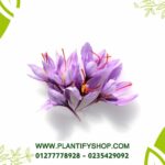Saffron bulbs (1 bulb) - Image 2