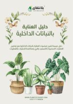 ⁦مجموعة العناية بالنباتات الداخلية⁩ - الصورة ⁦3⁩