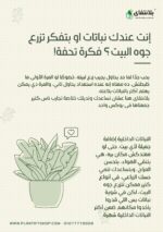 ⁦مجموعة العناية بالنباتات الداخلية⁩ - الصورة ⁦4⁩