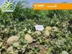 Oriana Cantaloupe Seeds 1000 Seeds - Image 4