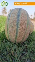 Oriana Cantaloupe Seeds 1000 Seeds - Image 3