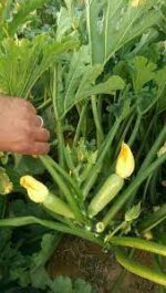 ⁦بذور كوسة يارا 1000 بذرة⁩ - الصورة ⁦4⁩